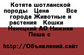 Котята шотланской породы › Цена ­ 40 - Все города Животные и растения » Кошки   . Ненецкий АО,Нижняя Пеша с.